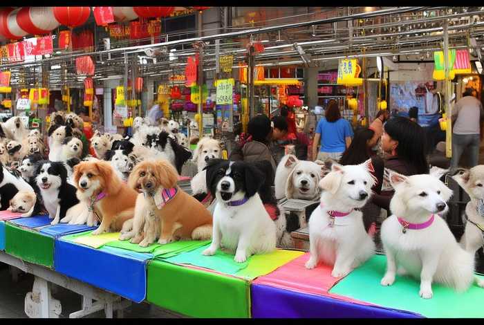 重庆宠物市场狗狗价格图片，重庆宠物市场狗狗价格图片及价格