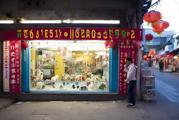 山东临沂宠物托运电话 山东临沂宠物托运电话多少