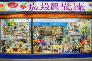 上海宠物店开店需要什么条件 上海宠物店开店需要什么条件和手续