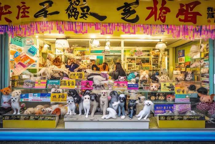 开宠物店赚钱吗济南；开宠物店赚钱吗济南最新消息