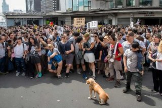 武汉宠物医院事件；武汉宠物医院事件真相