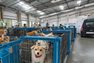 宠物运输快递公司 - 宠物运输快递公司福建泉州
