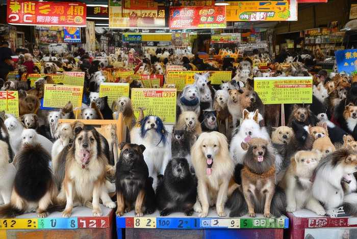 狗狗宠物市场，宠物狗市场价格表