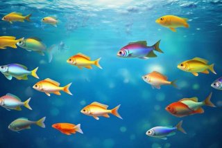 宠物鱼油和卵磷脂有啥区别，宠物鱼油和卵磷脂有啥区别呢