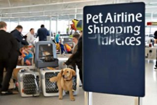 宠物空运托运哪个平台，宠物空运托运哪个平台好