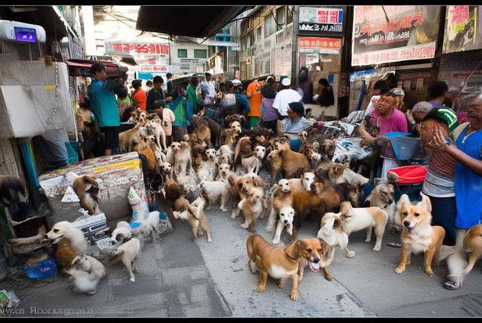 附近2公里左右狗市；附近2公里左右狗市电话