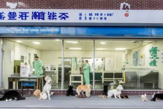 上海宠物医院闵行区，上海宠物医院闵行区电话