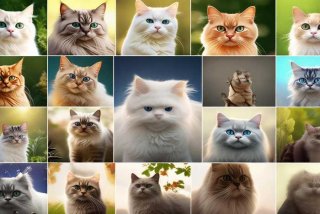 宠物猫排名前十名的品种、宠物猫排名前十名的品种有哪些