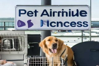 宠物空运托运、宠物空运托运哪个平台好