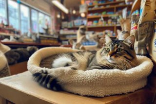 猫咪宠物店寄养多少钱一天 - 猫咪宠物店寄养多少钱一天啊