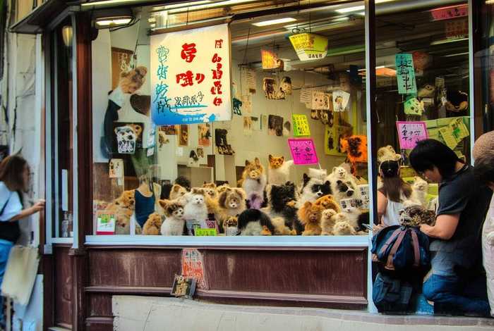 武汉宠物店加盟 武汉宠物店加盟费多少