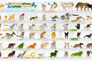 国际宠物托运价格表 国际宠物托运价格表大全