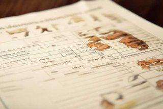 宠物皮肤病检查报告单，宠物皮肤病检查报告单图片