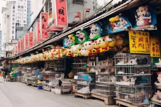 天津宠物市场天津宠物店；天津宠物店宠物市场排行