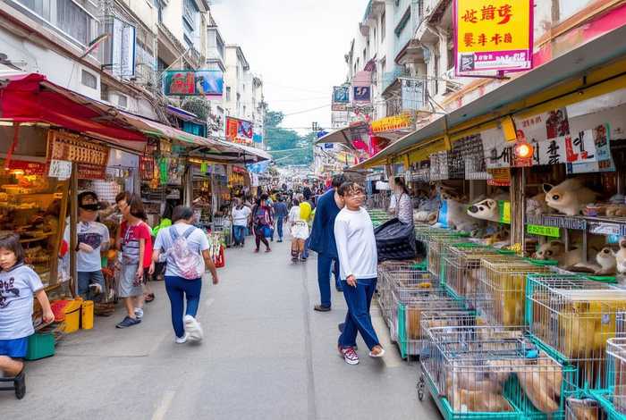武汉宠物市场在哪个最好 2021武汉宠物市场哪个口碑好