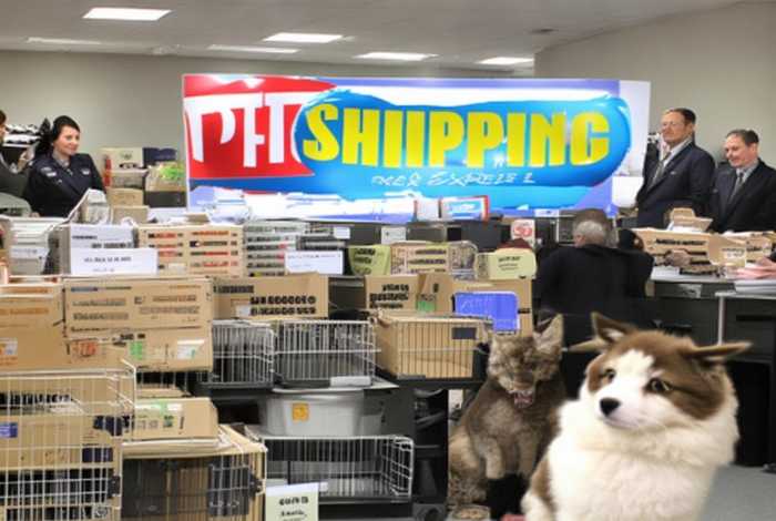 宠物托运快递公司 宠物托运快递公司查询 宠物托运快递公司 宠物托运快递公司查询