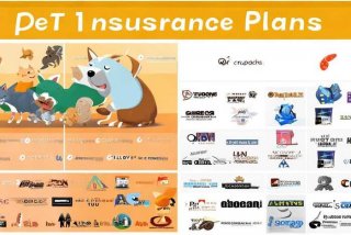 宠物保险有哪些 宠物保险有哪些公司在做