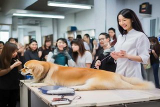 宠物美容培训去哪里学 宠物美容培训去哪里学成都