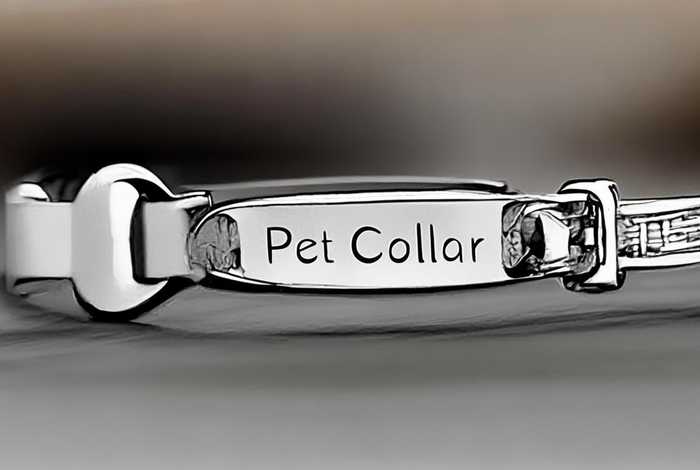 宠物项圈的英语；宠物项圈的英语怎么说