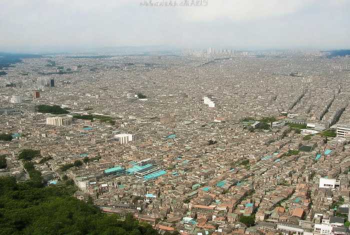 日本宠物狗品种大全、日本宠物狗品种大全及价格