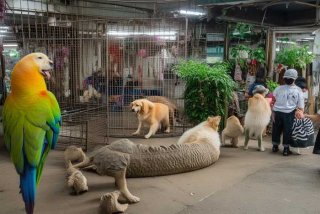 武汉宠物市场哪里最安全可靠（武汉宠物市场哪里最安全可靠的）