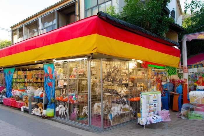 桂林开宠物店赚钱吗 - 桂林开宠物店赚钱吗现在