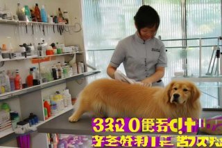 长春宠物美容师学校 长春宠物美容师学校电话