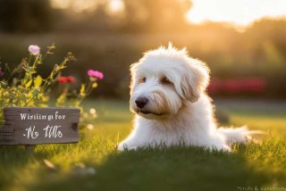 宠物名字寓意无病无灾；宠物名字寓意无病无灾什么意思