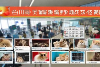 中通宠物托运、中通宠物托运价格表