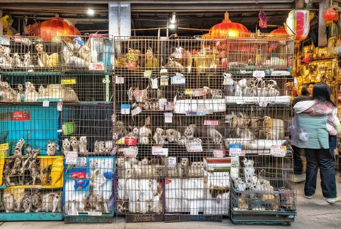 成都宠物市场宠物售卖；成都宠物市场宠物售卖价格