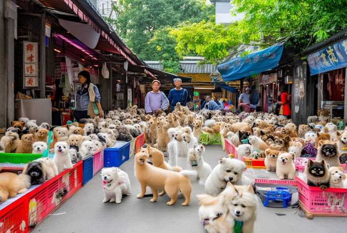 宠物狗交易市场成都 成都宠物交易市场在哪