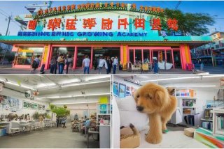 北京宠物美容师培训机构；北京宠物美容师培训机构哪家好