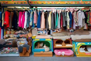 宠物服装与宠物窝哪种在国际商贸城开档口好，宠物用品在商贸城几区