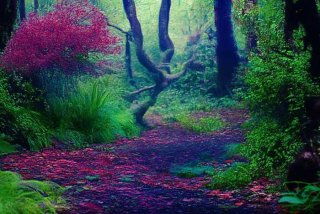 洛克王国宠物大全捕捉圣光迪布，洛克王国圣光迪莫图片