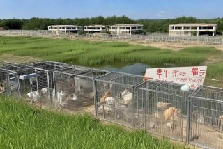 泰安宠物养殖基地；泰安宠物养殖基地电话