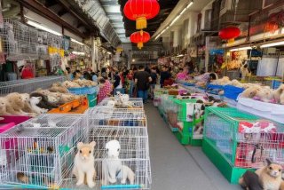 北京昌平宠物市场、北京昌平宠物市场电话