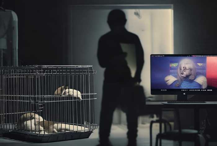 领养宠物套路空运骗局；领养宠物套路空运骗局视频