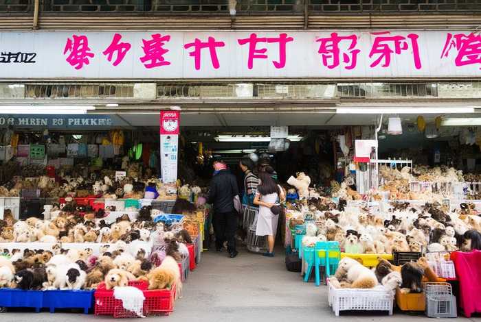 深圳宠物市场在哪里,深圳宠物市场在哪里几点关门 深圳宠物市场在哪里,深圳宠物市场在哪里几点关门