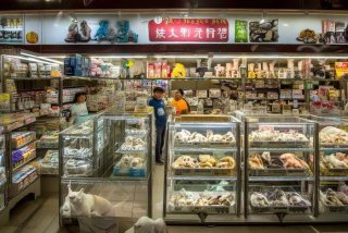 上海宠物店转让 - 上海最新宠物店转让