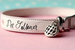 宠物项圈英文翻译、宠物项圈英文翻译是什么