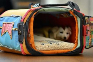 宠物包制作；宠物包制作流程详解