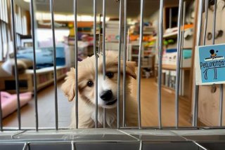 狗狗宠物店寄养多少钱一天；宠物店寄养小狗多少钱一天