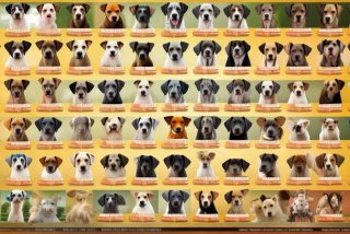 宠物狗市场价格表；宠物狗市场价格表大全