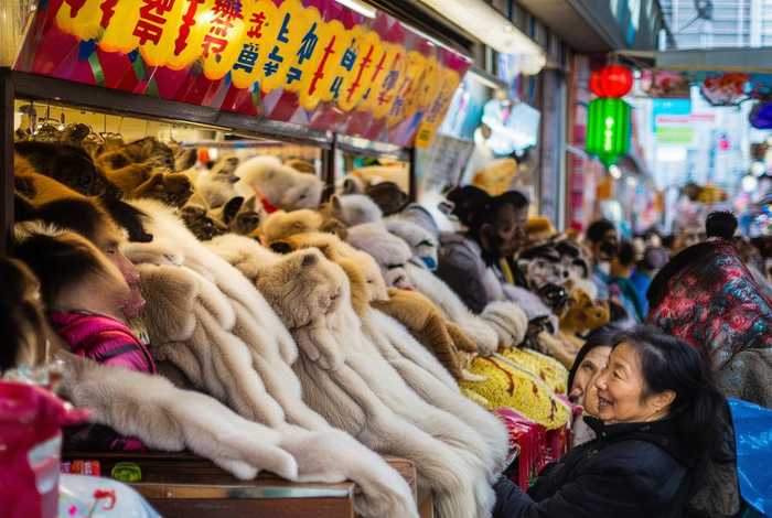 武汉宠物市场买貂 - 武汉宠物市场买貂的地方