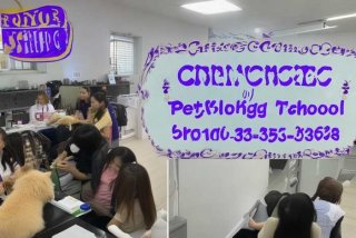 长沙宠物美容培训学校 长沙宠物美容培训学校及其电话