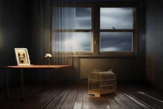 宠物运输事件；宠物运输死亡事件