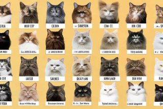 宠物猫种类及名称大全；宠物猫种类及名称大全图片