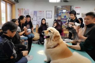 长春哪里可以学宠物美容；长春哪里可以学宠物美容技术
