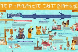 宠物专业就业方向与就业前景分析、宠物专业就业方向与就业前景分析报告