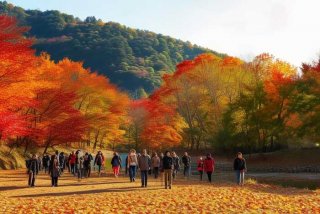 济南旅行社赏红叶 济南旅行社赏红叶多少钱